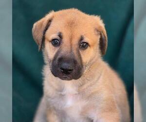 Labrador Retriever-Unknown Mix Dogs for adoption in San Diego, CA, USA