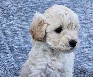 Miniature Labradoodle Puppy for Sale in BEACH CITY, Ohio USA