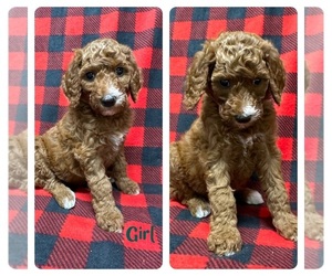 Irish Doodle Puppy for sale in OLPE, KS, USA