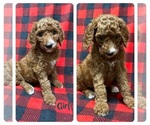 Image preview for Ad Listing. Nickname: Irish doodle