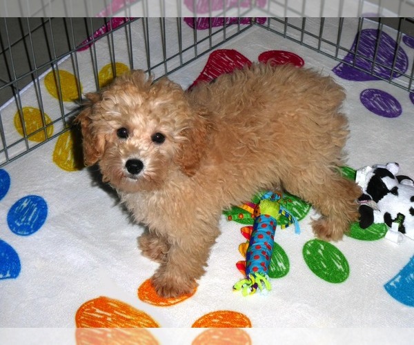 Medium Photo #14 Poodle (Toy) Puppy For Sale in ORO VALLEY, AZ, USA