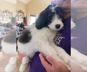 Saint Berdoodle Puppy for Sale in CLEVELAND, Texas USA