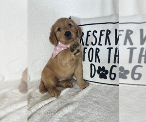 Golden Retriever Puppy for sale in GREENFIELD, IN, USA