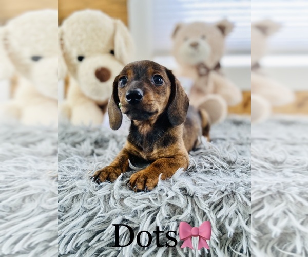 Medium Photo #4 Dachshund Puppy For Sale in COOKEVILLE, TN, USA