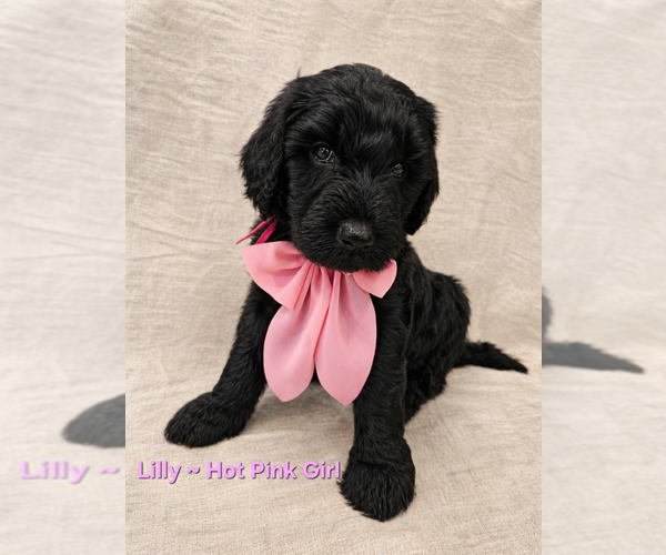 Medium Photo #1 Double Doodle Puppy For Sale in CAPE MAY COURT HOUSE, NJ, USA