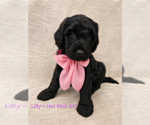 Double Doodle Puppy for sale in CAPE MAY COURT HOUSE, NJ, USA