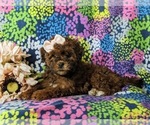 Small Photo #2 ShihPoo Puppy For Sale in LINCOLN UNIVERSITY, PA, USA
