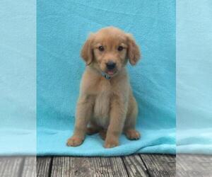 Golden Retriever Puppy for sale in SHILOH, OH, USA