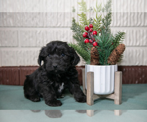 Medium YorkiePoo