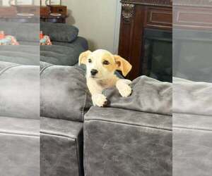 Sundae - as sweet as her name - Female Mutt Dog for Adoption - Photo #7