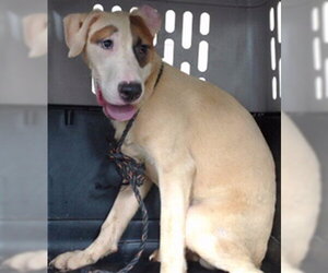 Mutt Dogs for adoption in Downey, CA, USA