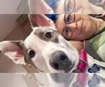 Small #5 Greyhound Mix
