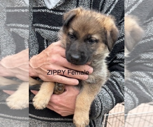 Medium Photo #1 German Shepherd Dog Puppy For Sale in IRON, MN, USA