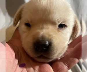 Labrador Retriever Puppy for sale in OSYKA, MS, USA