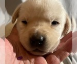 Image preview for Ad Listing. Nickname: Purple collar