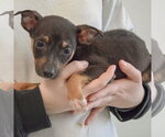 Small #2 Jack Russell Terrier Mix