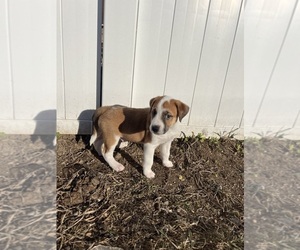 American Foxhound-Pointer Mix Dogs for adoption in HANOVER, PA, USA