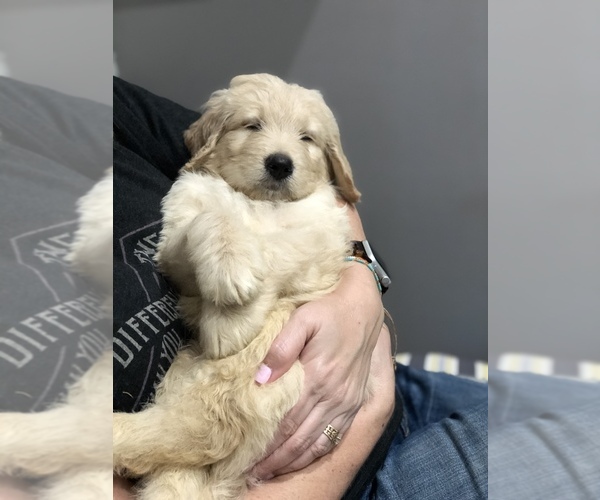 Medium Photo #3 Golden Retriever Puppy For Sale in CYPRESS, TX, USA