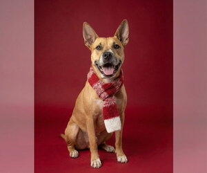 DAKOTA - Female Carolina Dog-Unknown Mix Dog for Adoption - Photo #2