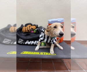 Golden Labrador Dogs for adoption in Jefferson, NJ, USA