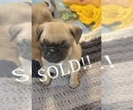 Small Photo #2 Pug Puppy For Sale in CINCINNATI, OH, USA