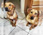 Small Photo #4 Rhodesian Ridgeback Puppy For Sale in OCEANSIDE, CA, USA