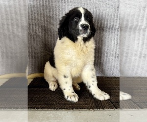 Newfoundland Puppy for sale in ROCKVILLE, IN, USA