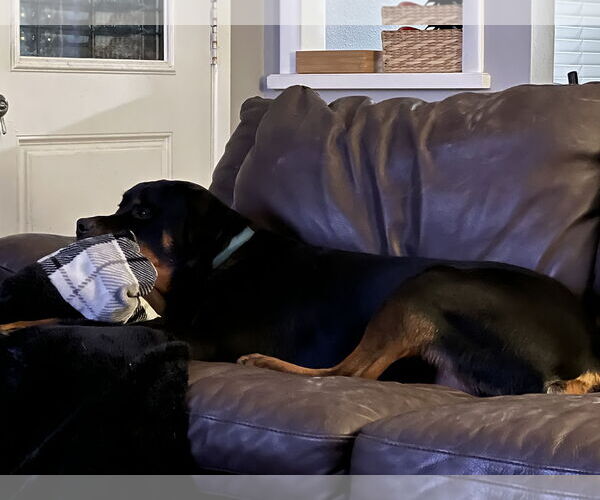 Medium Photo #3 Rottweiler Puppy For Sale in White Hall, AR, USA