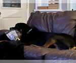 Small #2 Rottweiler