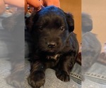 Small Photo #4 Australian Retriever Puppy For Sale in GOLDEN VALLEY, AZ, USA