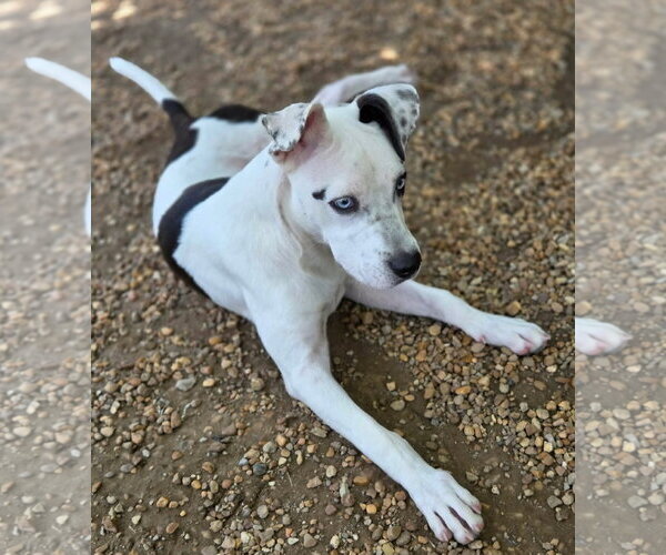 Medium Photo #3 American Bulldog-Unknown Mix Puppy For Sale in Anniston, AL, USA