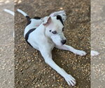 Small #2 American Bulldog Mix