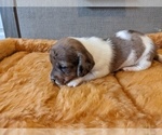 Small Photo #3 Dachshund Puppy For Sale in SWEET HOME, OR, USA