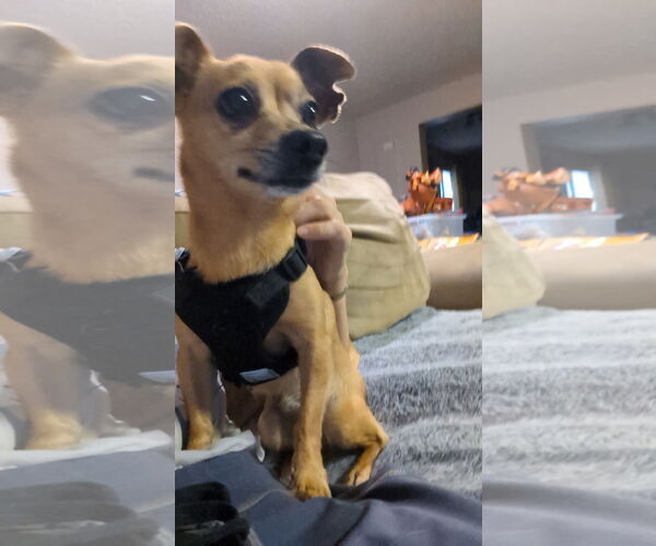 Medium Photo #3 Chihuahua-Unknown Mix Puppy For Sale in Farmington, MN, USA