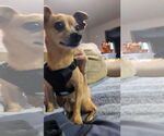 Small #2 Chihuahua Mix