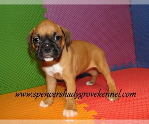Boxer Puppy for sale in CABOOL, MO, USA