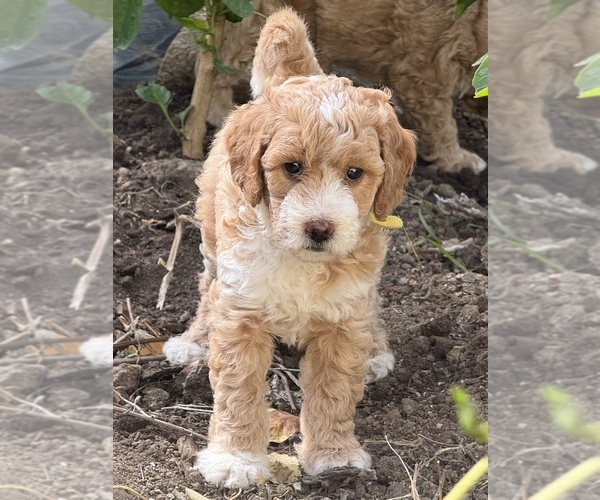 Medium Photo #1 Goldendoodle (Miniature) Puppy For Sale in CARNEGIE, PA, USA
