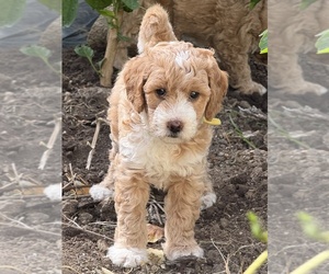 Medium Goldendoodle (Miniature)