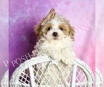 Small Photo #40 Maltipoo (Toy) Puppy For Sale in WARSAW, IN, USA