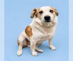 Small #1 Australian Shepherd-Texas Heeler Mix
