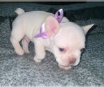 Small Photo #3 French Bulldog Puppy For Sale in MIAMI, FL, USA