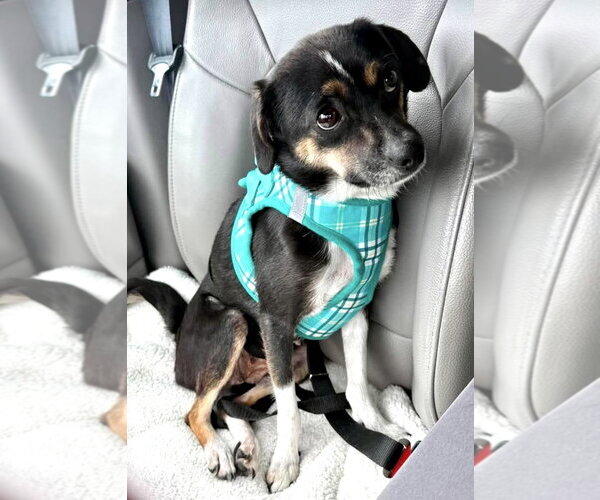 Medium Photo #3 Raggle Puppy For Sale in Mount Laurel, NJ, USA