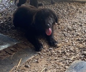 Great Pyrenees-Labradoodle Mix Puppy for sale in ARRINGTON, TN, USA