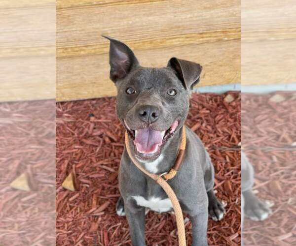 Medium Photo #2 Staffordshire Bull Terrier-Unknown Mix Puppy For Sale in Bolivar, MO, USA