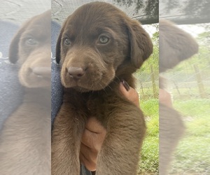 Labrador Retriever Puppy for sale in OSYKA, MS, USA