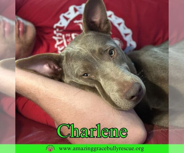 Medium Photo #10 Labrador Retriever-Unknown Mix Puppy For Sale in Milton, FL, USA