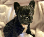 Small Photo #2 French Bulldog Puppy For Sale in SANTA ANA, CA, USA