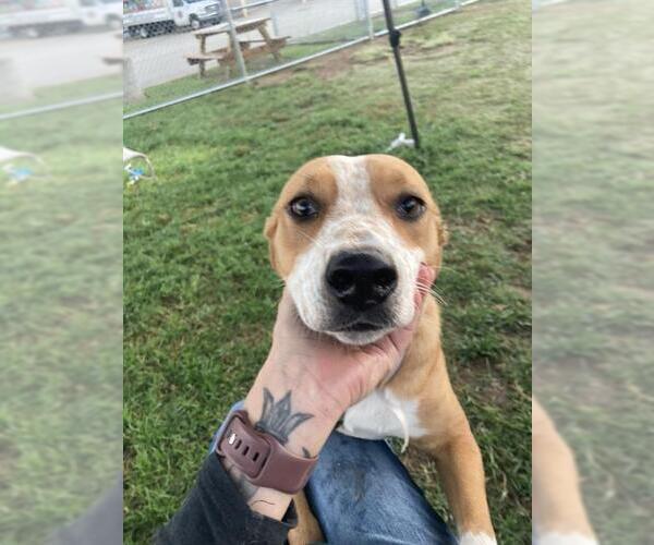 Medium Photo #1 Staffordshire Bull Terrier-Unknown Mix Puppy For Sale in Louisville, KY, USA