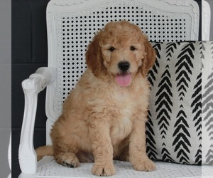 Goldendoodle Puppy for sale in FREDERICKSBURG, OH, USA