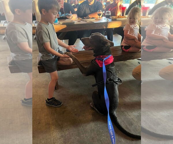 Medium Photo #2 American Pit Bull Terrier-Unknown Mix Puppy For Sale in Oakhurst, NJ, USA